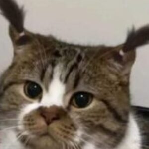 Profile photo of Ilovebeefstew